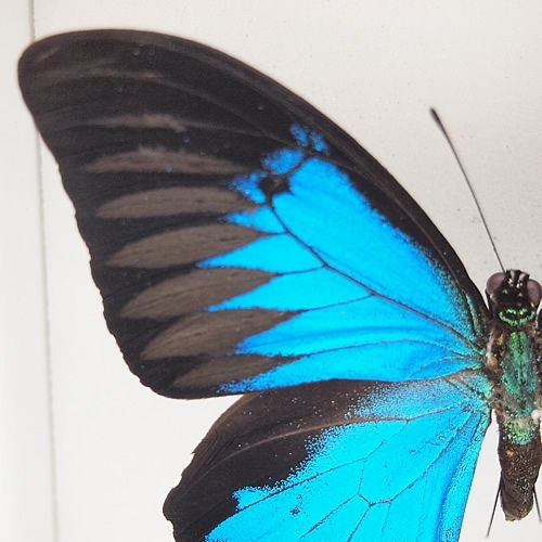 オオルリアゲハ , キーワード「モルフォ」 , 蝶の標本 販売・通販の 