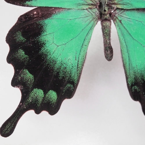 ヘリボシアオネアゲハ , アゲハ蝶科標本 , 蝶の標本 販売・通販の 