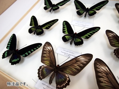 【蝶の標本】　アカエリ トリバネ  アゲハ　雄雌1対 虫類用品 ペット用品 その他 入庫