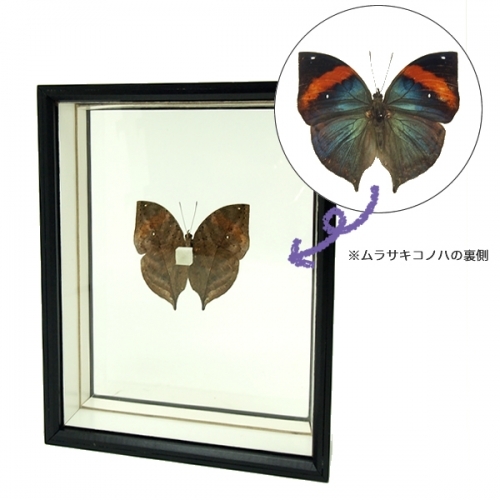 ガラスケース単品 , 蝶の標本 販売・通販のNatureShop|モルフォや 