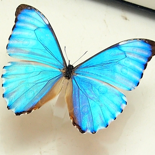 オーロラモルフォ , 蝶の標本 販売・通販のNatureShop|モルフォや 