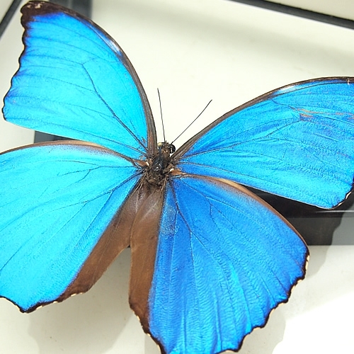 ゴダルティモルフォ(ゴダートモルフォ) , タテハ蝶科標本 , 蝶の標本 