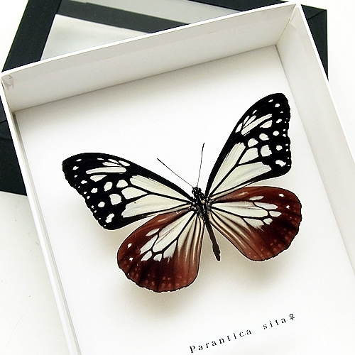 アサギマダラ／メス , 蝶の標本 販売・通販のNatureShop|モルフォや 