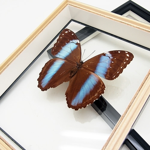 アキレスモルフォ , 蝶の標本 販売・通販のNatureShop|モルフォや 