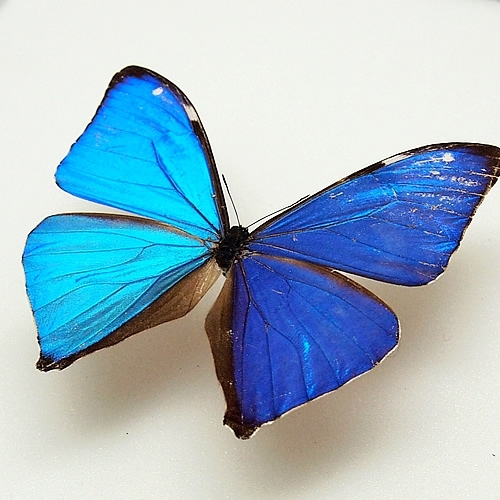 エガーモルフォ(エガモルフォ) , 蝶の標本 販売・通販のNatureShop 