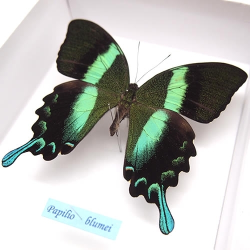 オオルリオビアゲハ , 蝶の標本 販売・通販のNatureShop|モルフォや 