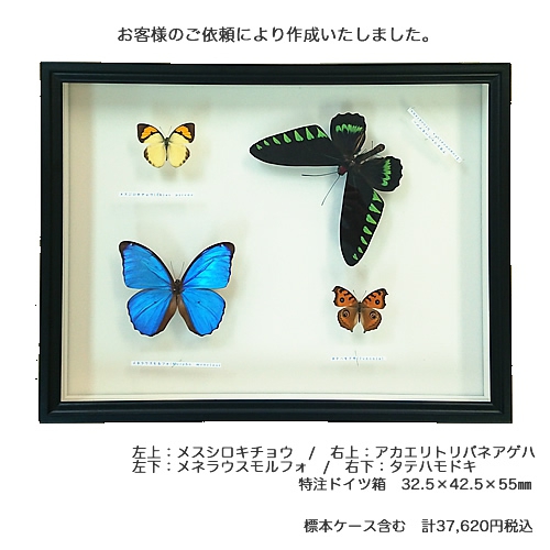アカエリトリバネアゲハ , タグ「black」 , 蝶の標本 販売・通販の 