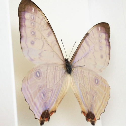 スルコウスキーモルフォ , 蝶の標本 販売・通販のNatureShop|モルフォ 