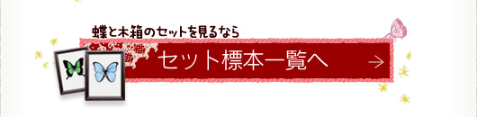 蝶と木箱 - セット標本一覧へ