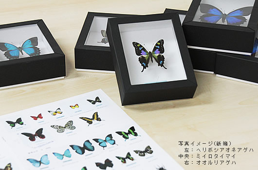 アオスジアゲハ , 蝶の標本 販売・通販のNatureShop|モルフォや