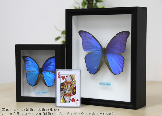 ディディウスモルフォ , タテハ蝶科標本 , 蝶の標本 販売・通販の 