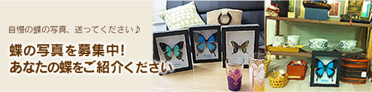 蝶の標本販売nature-shopでは、蝶の写真を募集中です。あなたの蝶をご紹介ください。